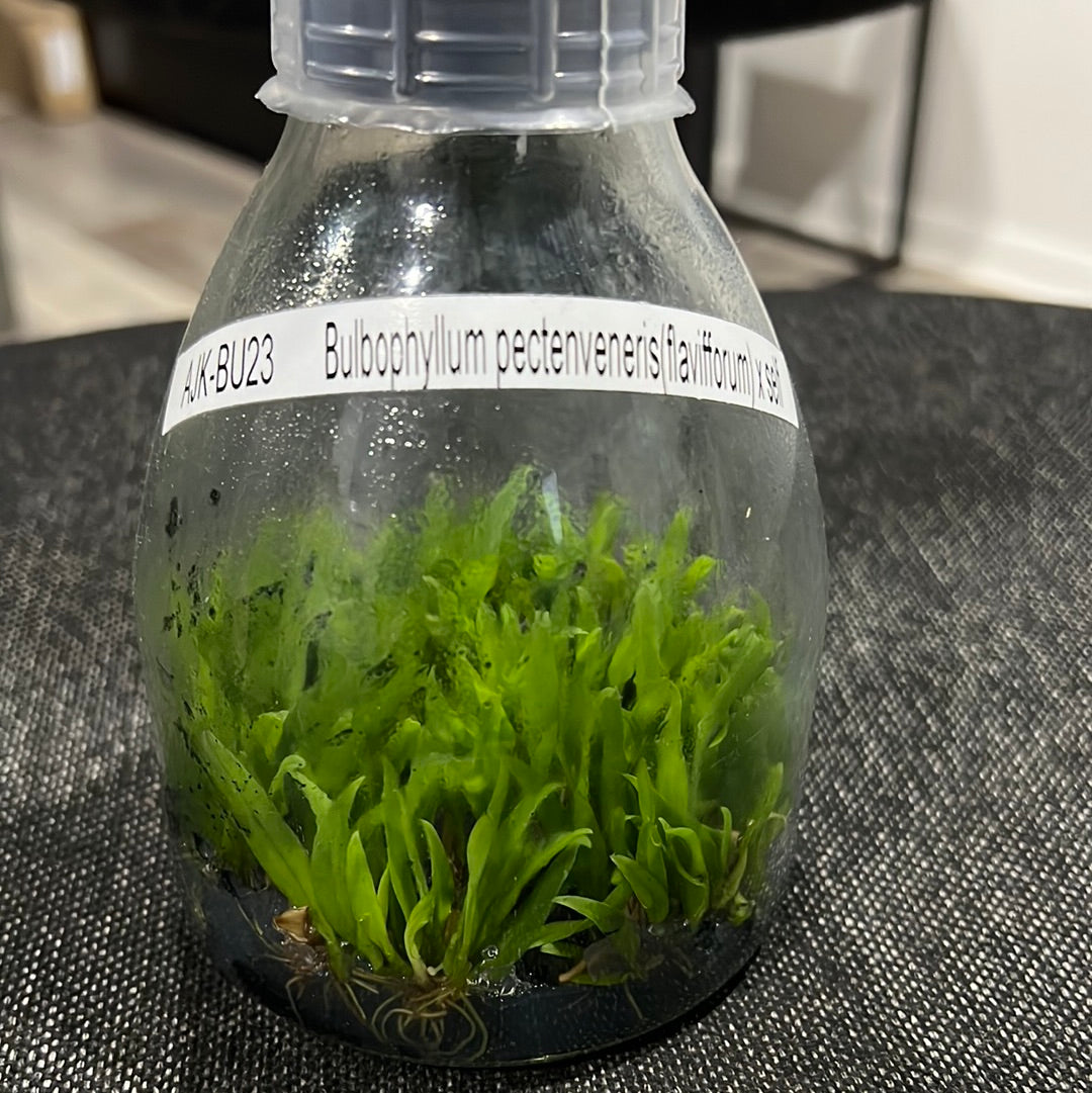 Bulbophyllum pectenveneris (flaviforum) x self FLASK RARE SPECIES