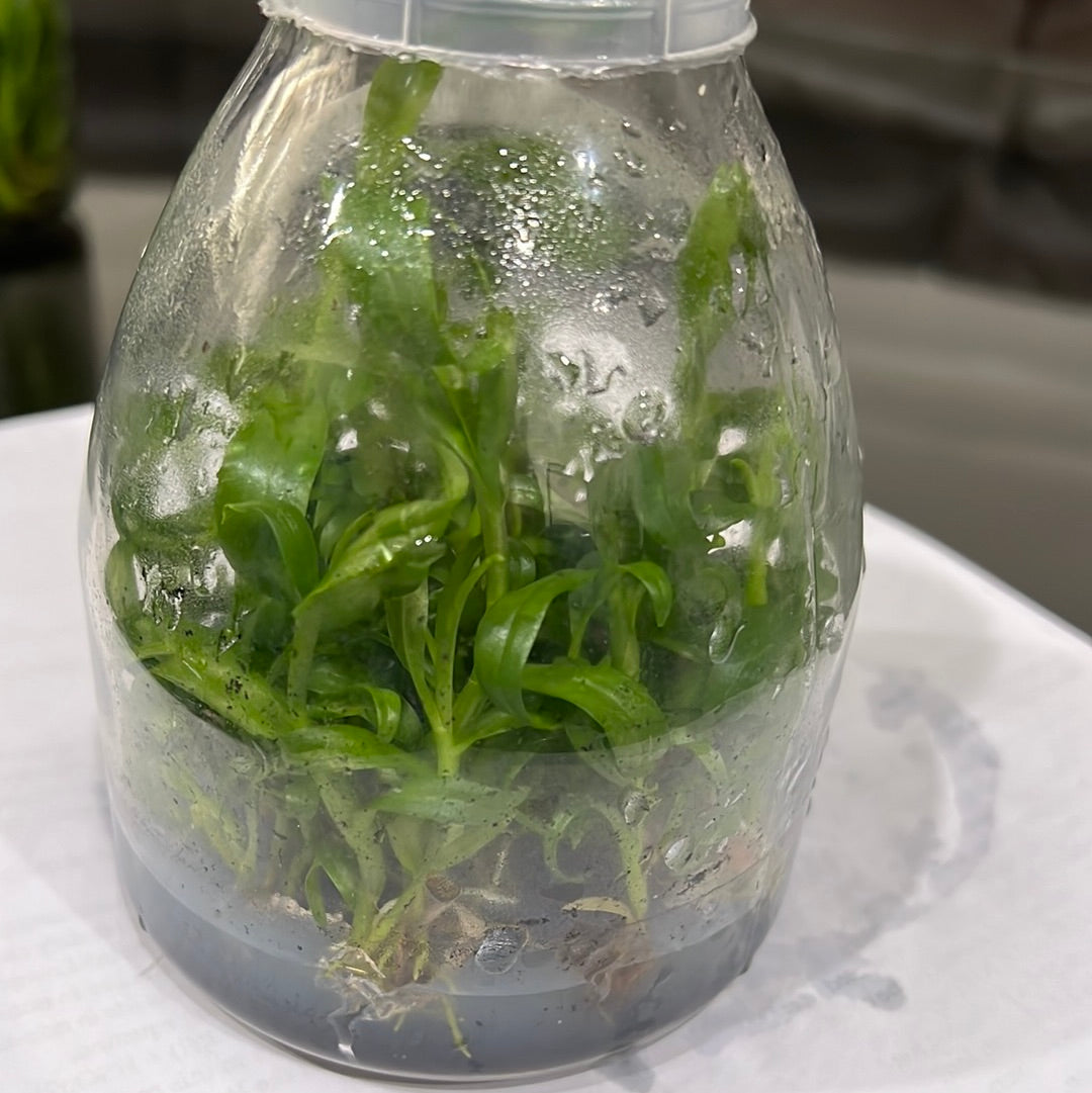 Flask OF Dendrobium Nestor (anosmum x parishii) Secondary image