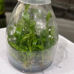 Flask OF Dendrobium Nestor (anosmum x parishii)