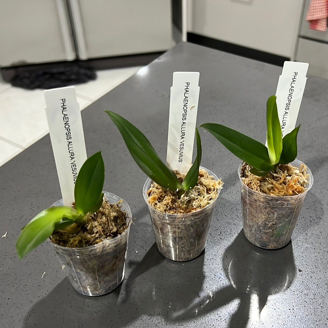 Phalaenopsis Allura 'Vesuvius' (Waxy Fragrant Novelty) Secondary image