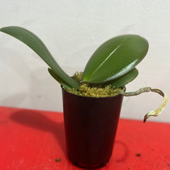 Phalaenopsis Jive (Healthy in 50mm pot)