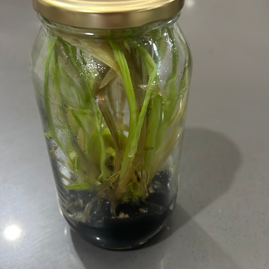 Phaius australis FLASK/TISSUE CULTURE Secondary image