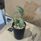 Anoectodes Charlotte's Web (Jewel Orchid)