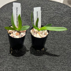 Sedirea japonica v. blanc x sib (Fragrant Species From Japan )