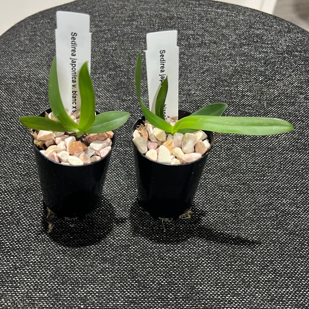 Sedirea japonica v. blanc x sib (Fragrant Species From Japan )