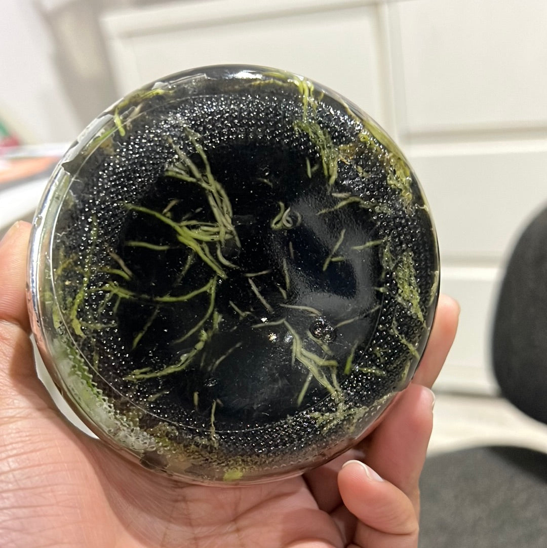 ORCHID FLASK - Dendrobium spectabile 'Dark' x sib