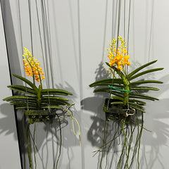 IN FLOWER! - Vanda miniata (Miniature - good for small areas)