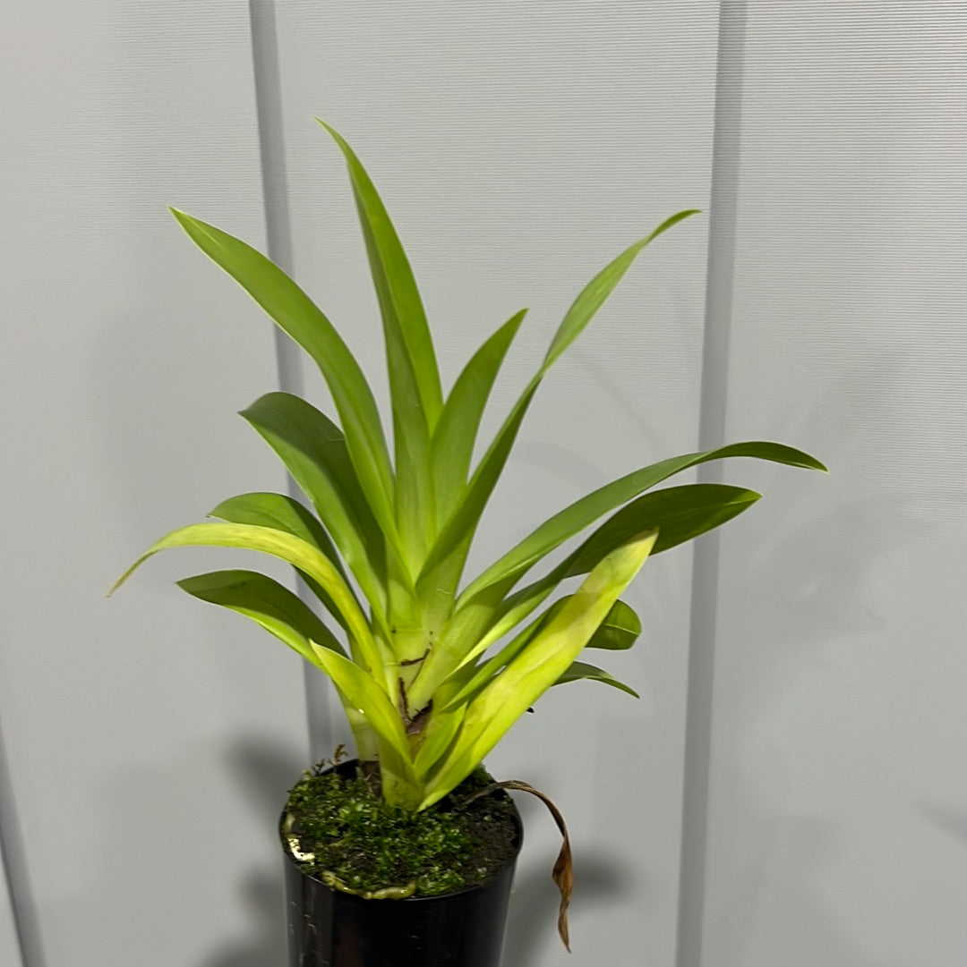 Miltoniopsis Princess Diana 'Maui Pride' (Beautiful Mericloned Plant) Secondary image