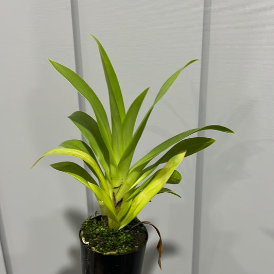 Miltoniopsis Princess Diana 'Maui Pride' (Beautiful Mericloned Plant)