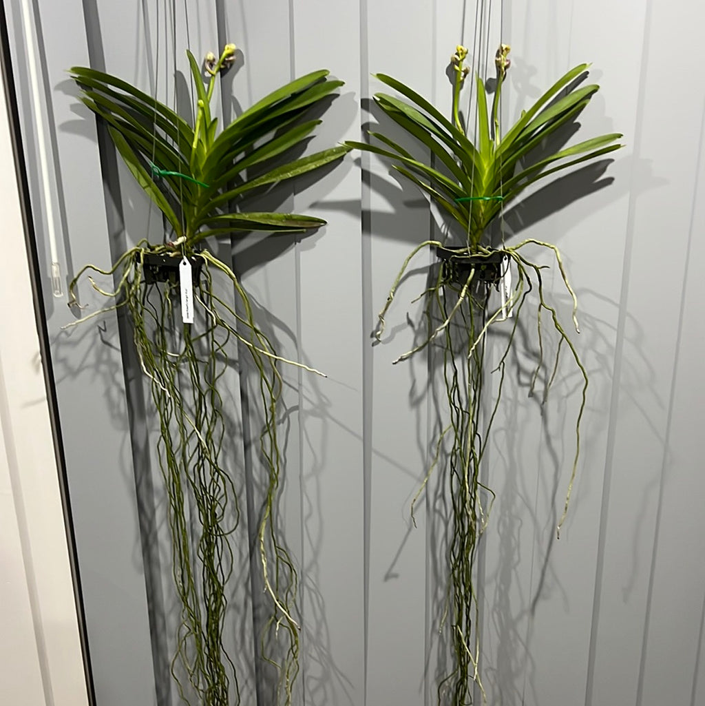 Vanda Robert's Delight 'Pink' - IN BUDS