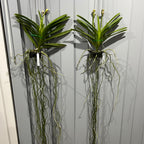 Vanda Robert's Delight 'Pink' - IN BUDS