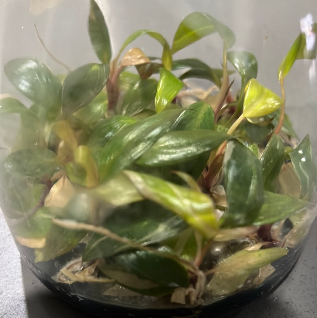 Philodendron ‘Pink Princess’ FLASK TISSUE CULTURE 15+ PLANTS