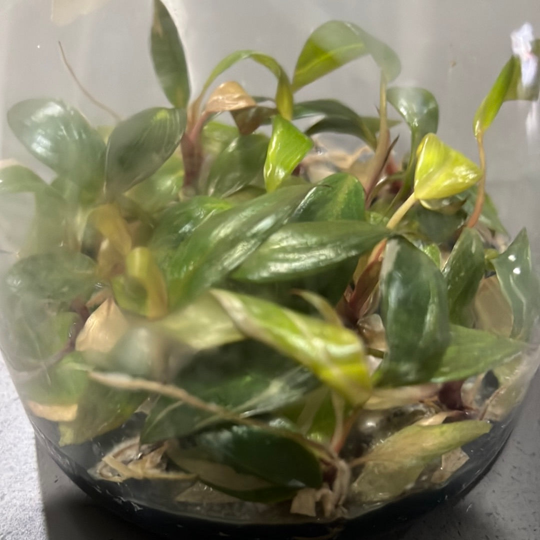 Philodendron ‘Pink Princess’ FLASK TISSUE CULTURE 15+ PLANTS