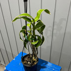 Variegated Dendrobium Burana Emerald (Flowering Size)