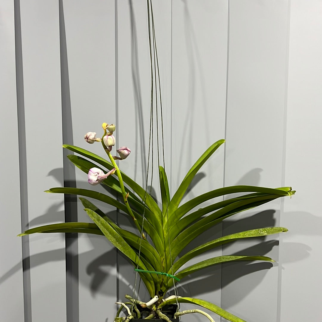 Vanda Pat's Delight (IN FLOWER HUGE PLANT) Secondary image