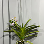 Vanda Pat's Delight (IN FLOWER HUGE PLANT)