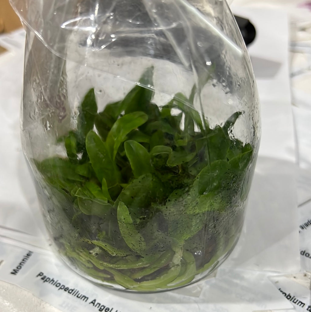 C. walkeriana var.semi-alba"Elixir of Love"(FLASK/TISSUE CULTURE 20+ PLANTS)