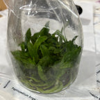 C. walkeriana var.semi-alba"Elixir of Love"(FLASK/TISSUE CULTURE 20+ PLANTS)