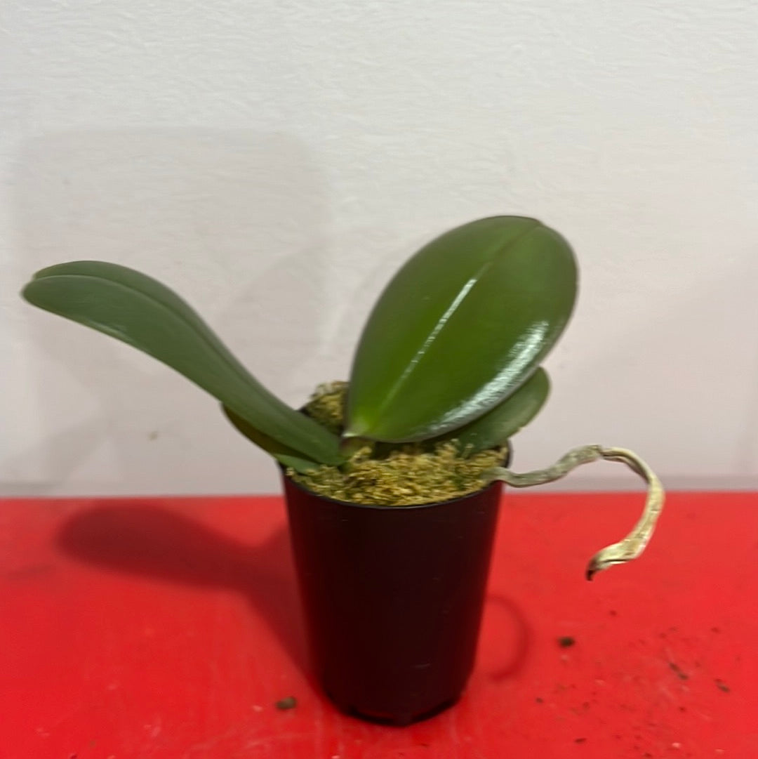 Phalaenopsis Rogelion (Healthy in 50mm pot) Secondary image