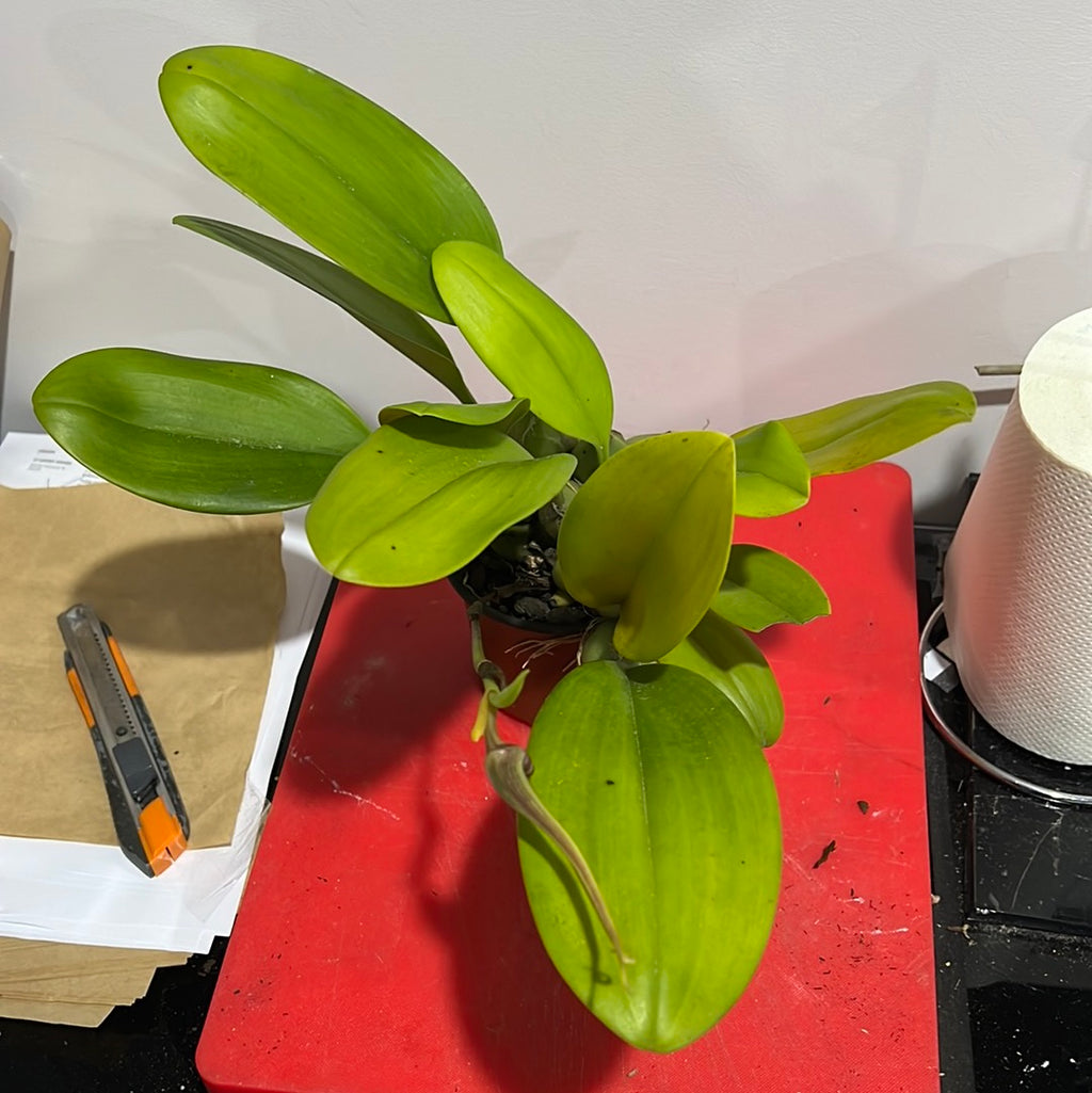 IN BUD! Bulbophyllum echinolabium (native to Sulawesi and Borneo) LARGE FLOWER