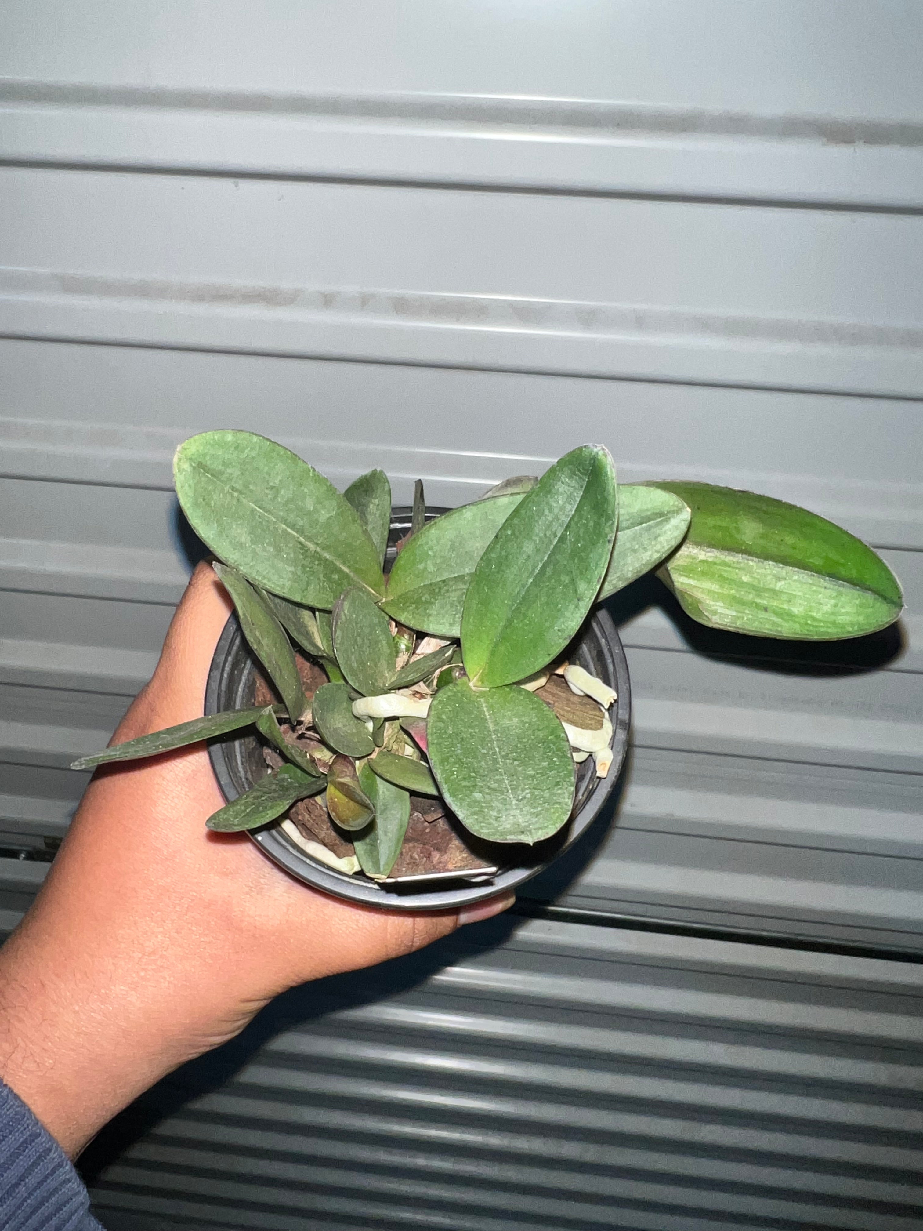 Cattleya Schilleriana (FRAGRANT AND RARE SPECIES) EXTINCT IN NATURE! Secondary image