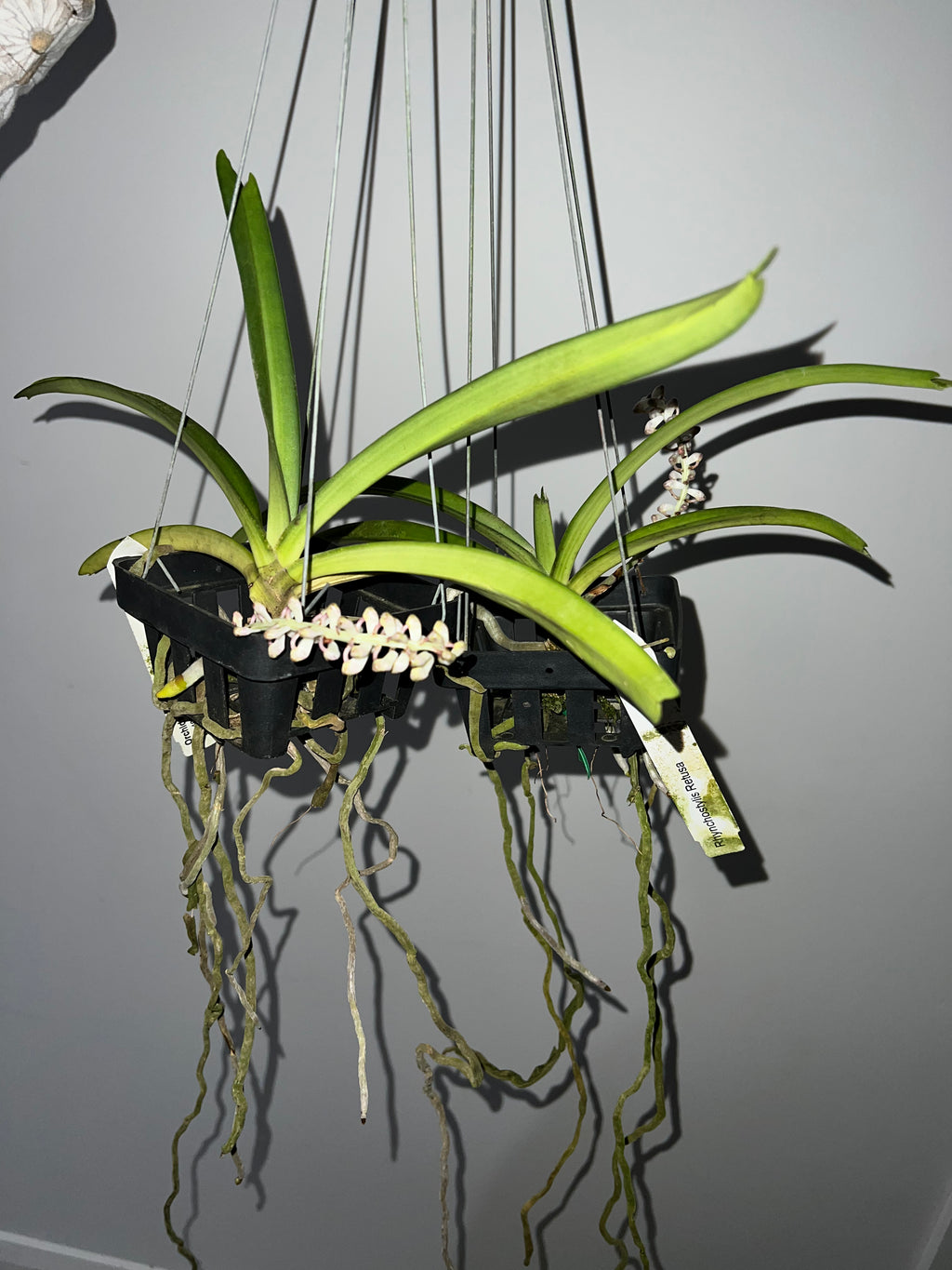 (In Spike Now) Rhynchostylis Retusa (Fragrant  Foxtail Orchid)