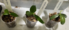 TOP - Phalaenopsis Allura Sphynx  (Fragrant - Mericlone)