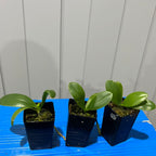 Phalaenopsis rosenstromii - Native Moth Orchid Species