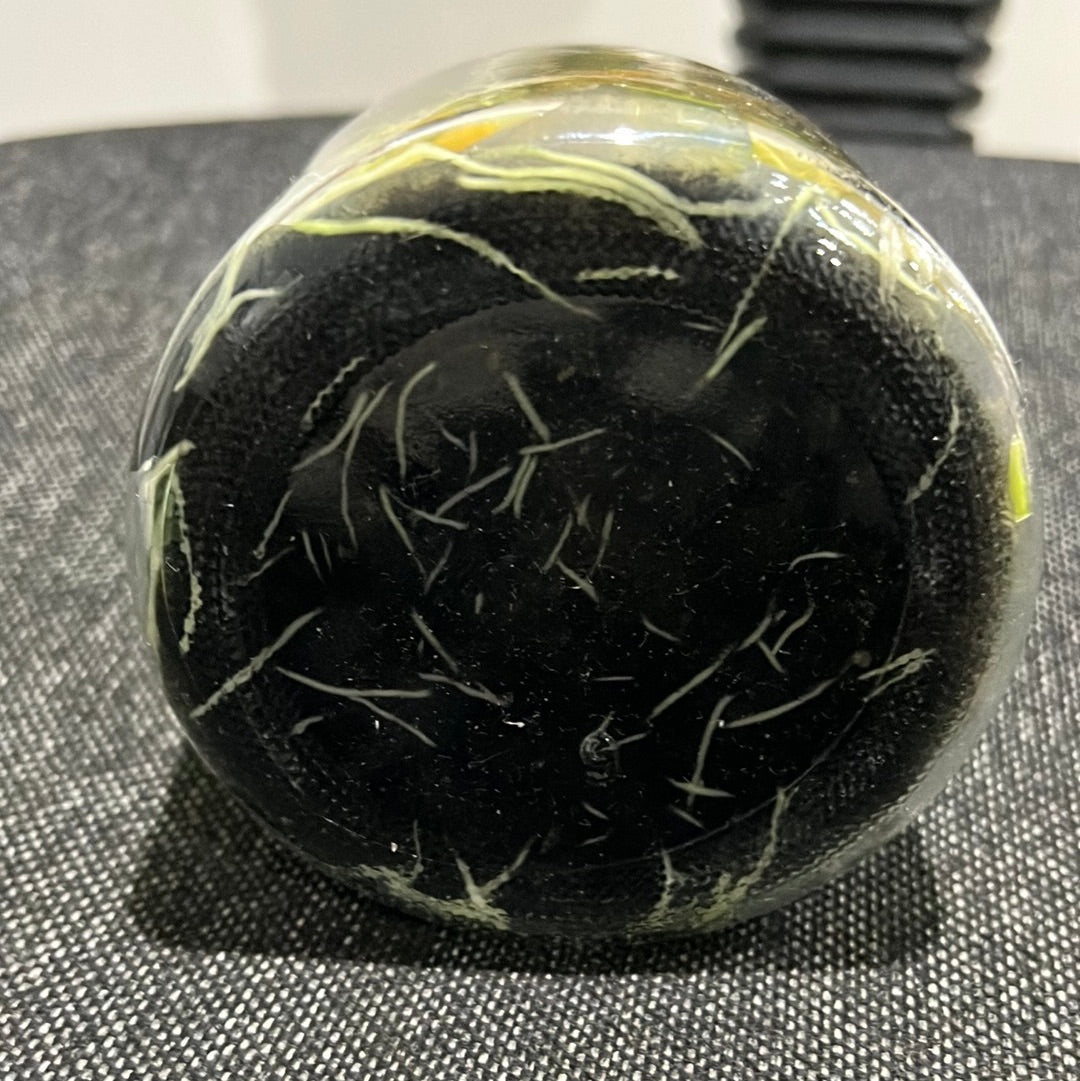 Dendrobium unicum SPECIES FLASK