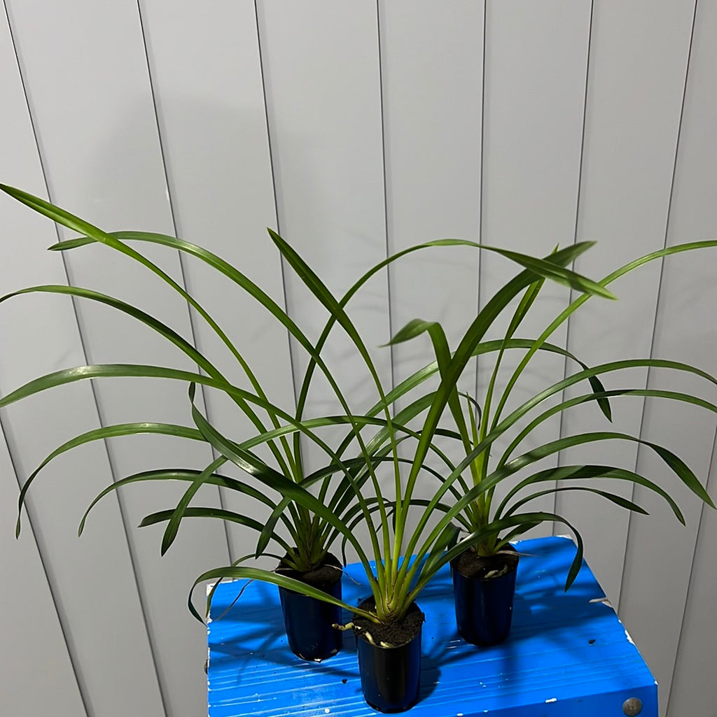 Cymbidium Lucens Flavo (Pure Yellow)