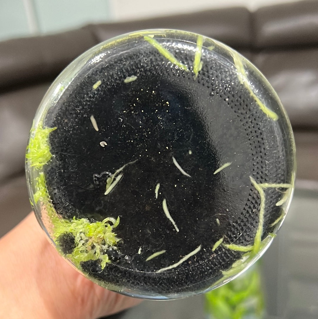 TOP Flask - Cattleya tenuis