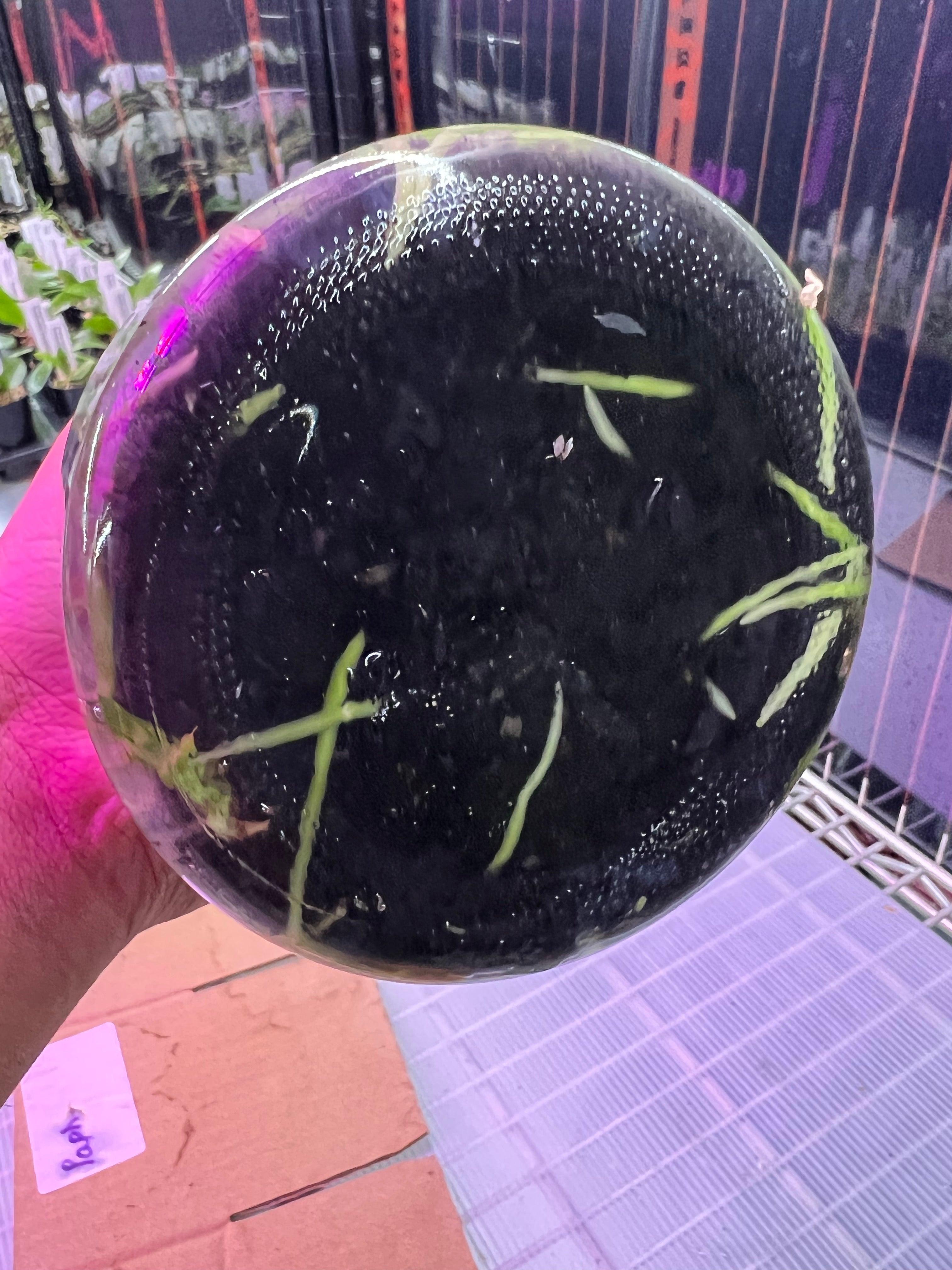 TOP Flask - Laelia rubescens aurea x sib