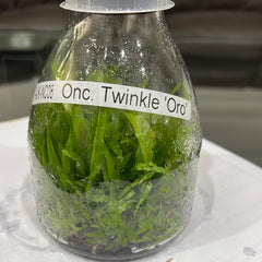 TOP Flask - Onc. Twinkle 'Oro'