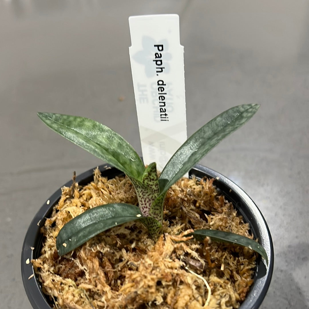 Paphiopedilum delenatii (RARE Mottled Species)
