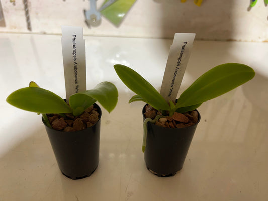 Phalaenopsis amboinensis ‘white’ (Species)