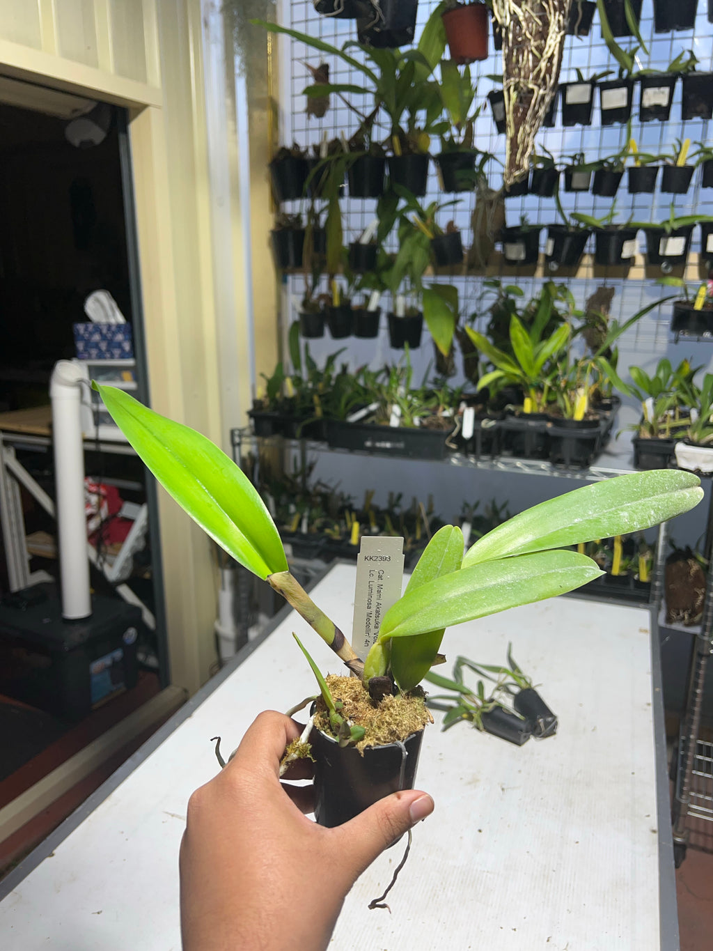 Cattleya Mami Akatsuka 'Volcano Queen X Lc. Luminosa 'Medellin' 4n