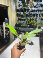 Cattleya Mami Akatsuka 'Volcano Queen X Lc. Luminosa 'Medellin' 4n