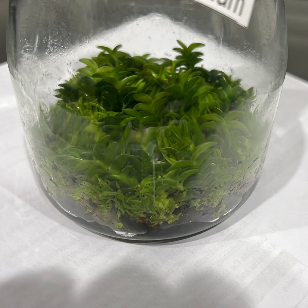 TOP Flask -  Angraecum Distichum