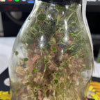 Anoectochilus roxburghii hayata ‘Red stem Pointed leaves’ MERICLONED (FLASK/TISSUE CULTURE 20+ PLANTS)