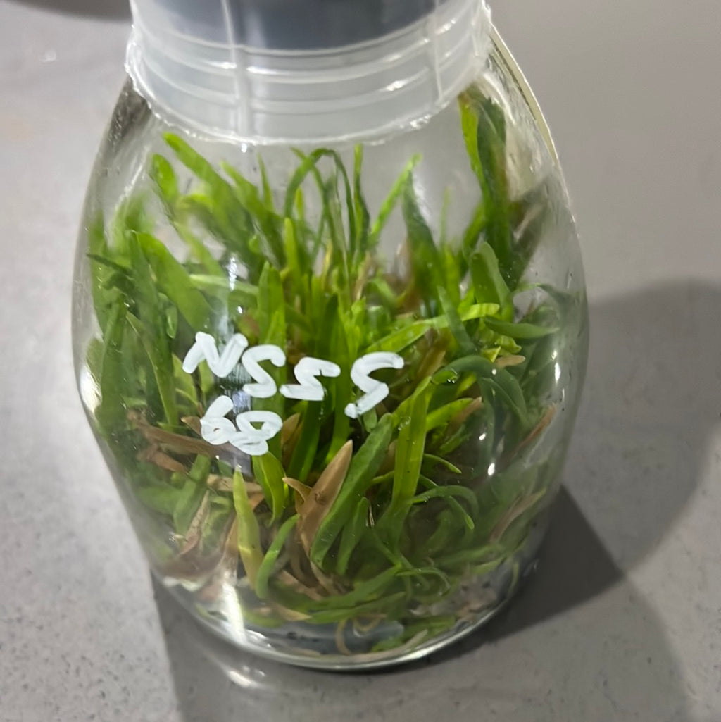 Angraecum didieri FLASK 25+ PLANTS (SPECIES)