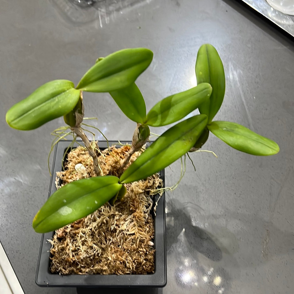 Bulbophyllum scaberulum