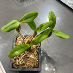 Bulbophyllum scaberulum