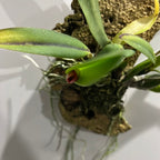 Rare Variety ( Sophronitis Coccinea Roxanne X Sib) From Tokyo (IN SPIKE)