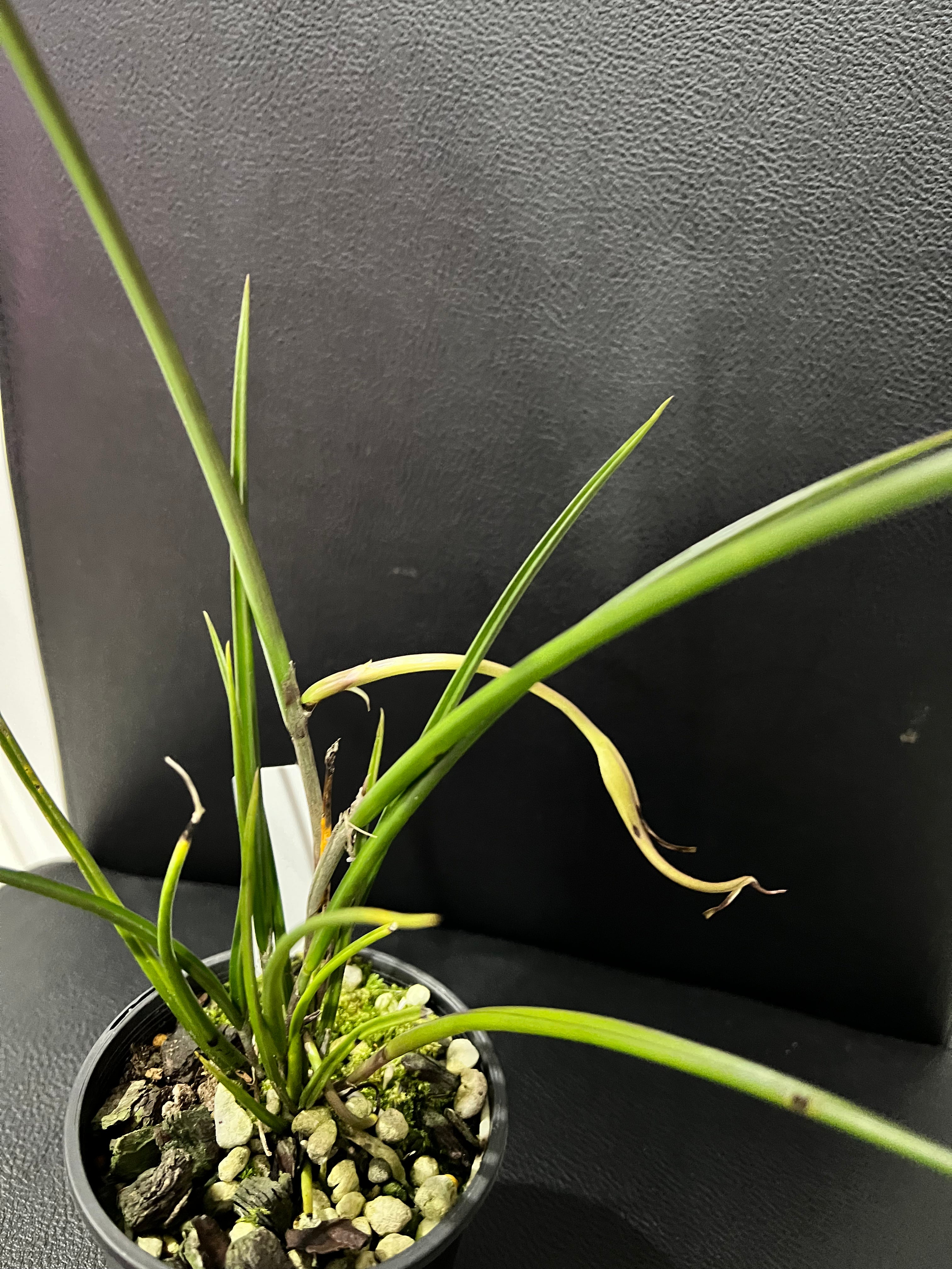 Brassavola cucullata (In Spike Now)