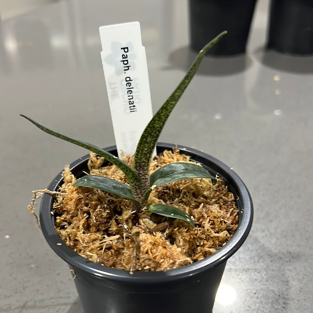 Paphiopedilum delenatii (RARE Mottled Species)
