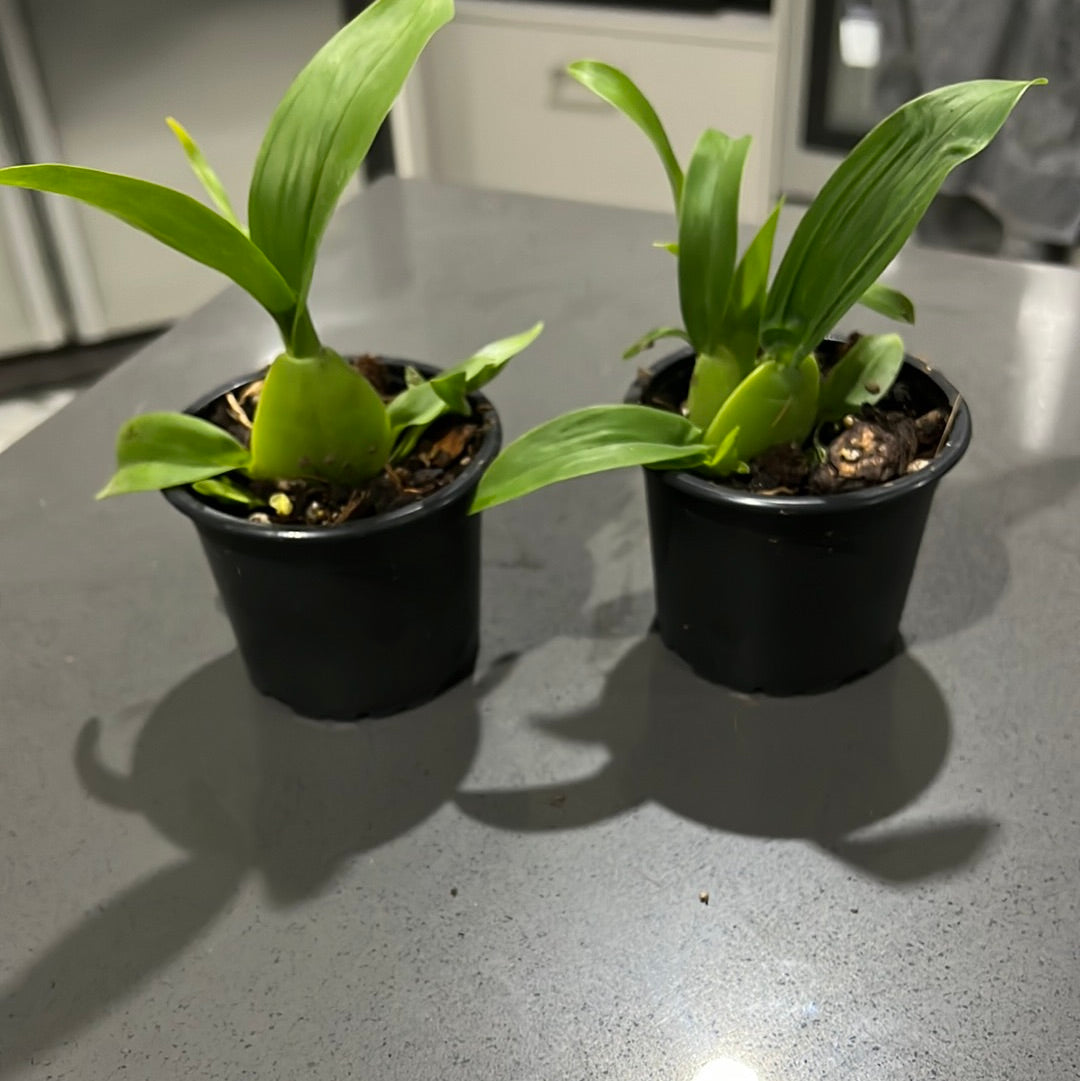 Oncidium Sharry Baby 'Sweet Fragrance'