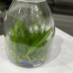 TOP Flask - Cattleya lueddemanniana f. flomea