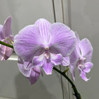 Phalaenopsis Lady Writer (FLOWERING NOW!!!)