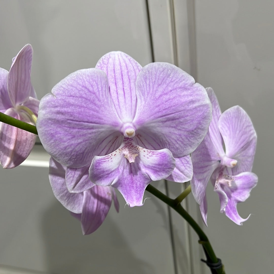 Phalaenopsis Lady Writer (FLOWERING NOW!!!)