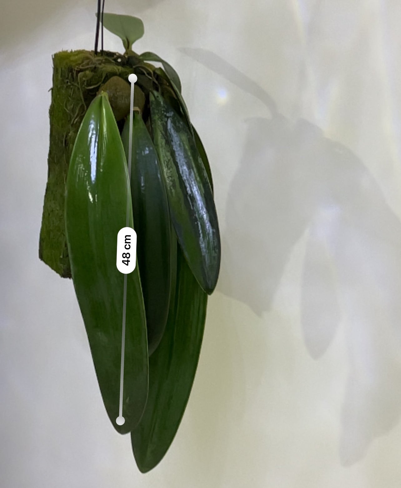 Bulbophyllum Phalaenopsis (Gigantic Plant) Secondary image